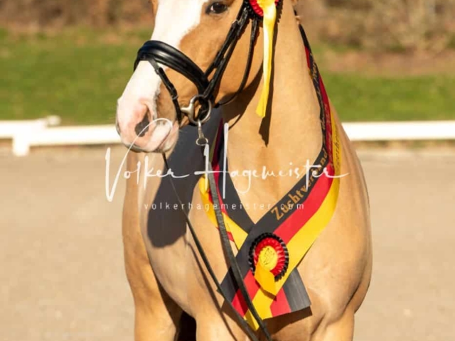 ZfdP Körung Kranichstein Ponys 24