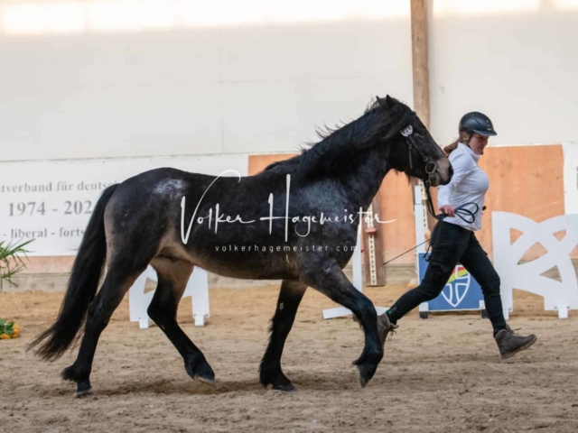 ZfdP Körung Kranichstein Ponys 29