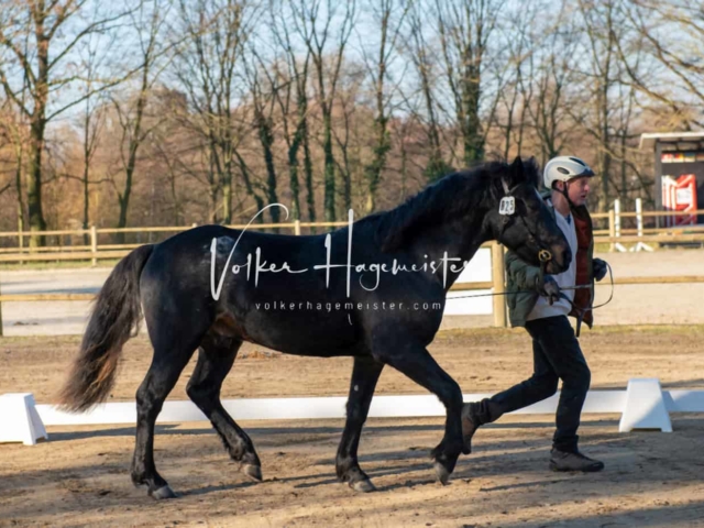 ZfdP Körung Kranichstein Ponys 30