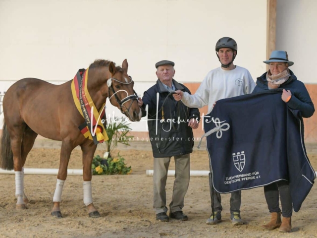 ZfdP Körung Kranichstein Ponys 8