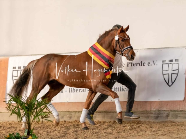 ZfdP Körung Kranichstein Ponys 4