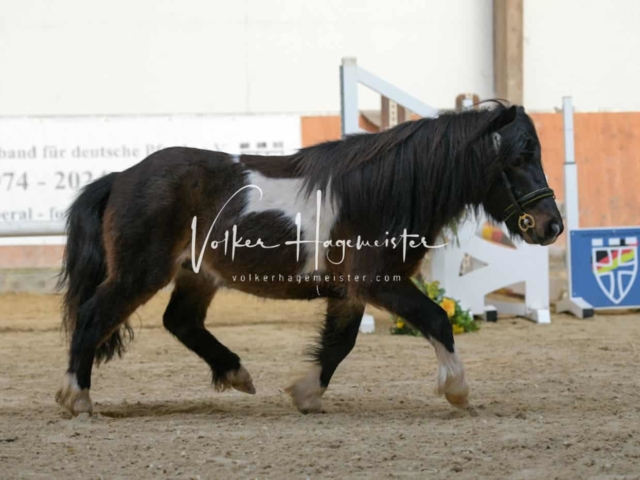 ZfdP Körung Kranichstein Ponys 28