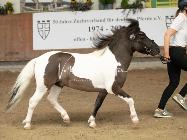 ZfdP Sommerkörung 1