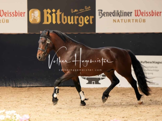 ZfdP Sommerkörung 6