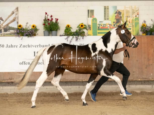 ZfdP Sommerkörung 22