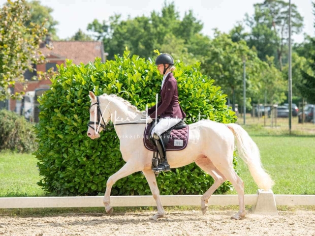 ZfdP Bundesturnier 2