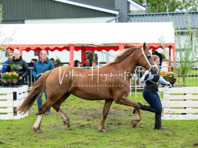 IG Welsh Regionalschau Sekt. D 4