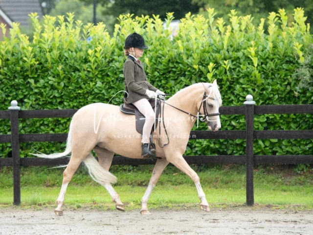 IG Welsh Schau Reitklassen 1