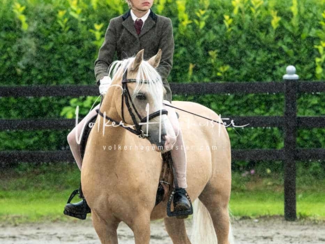 IG Welsh Schau Reitklassen 6