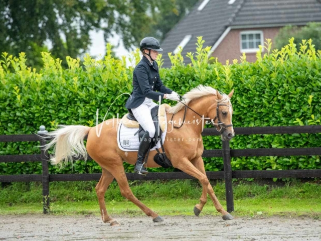 IG Welsh Schau Reitklassen 14