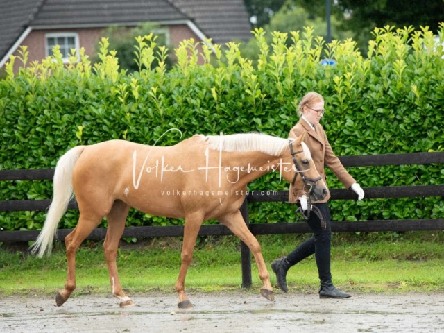 IG Welsh Schau Reitklassen 29
