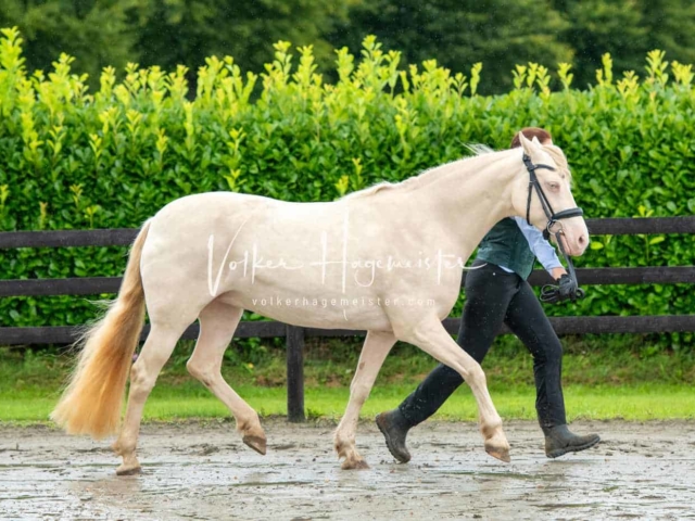 IG Welsh Schau Reitklassen 3