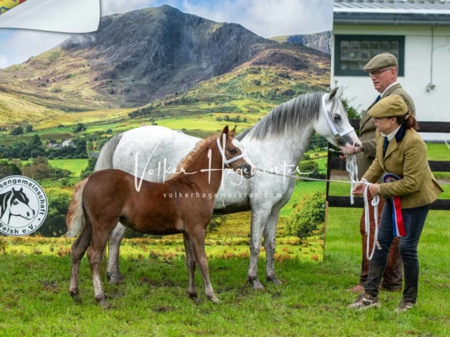 IG Welsh Regionalschau Sekt. A 7