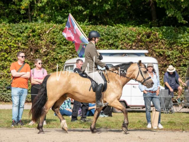 British Flair 26