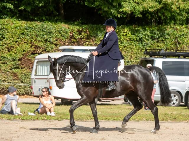 British Flair 23